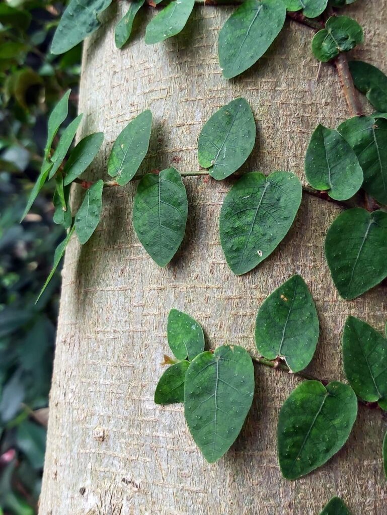 lukas-wimmer-kmen-rostlina